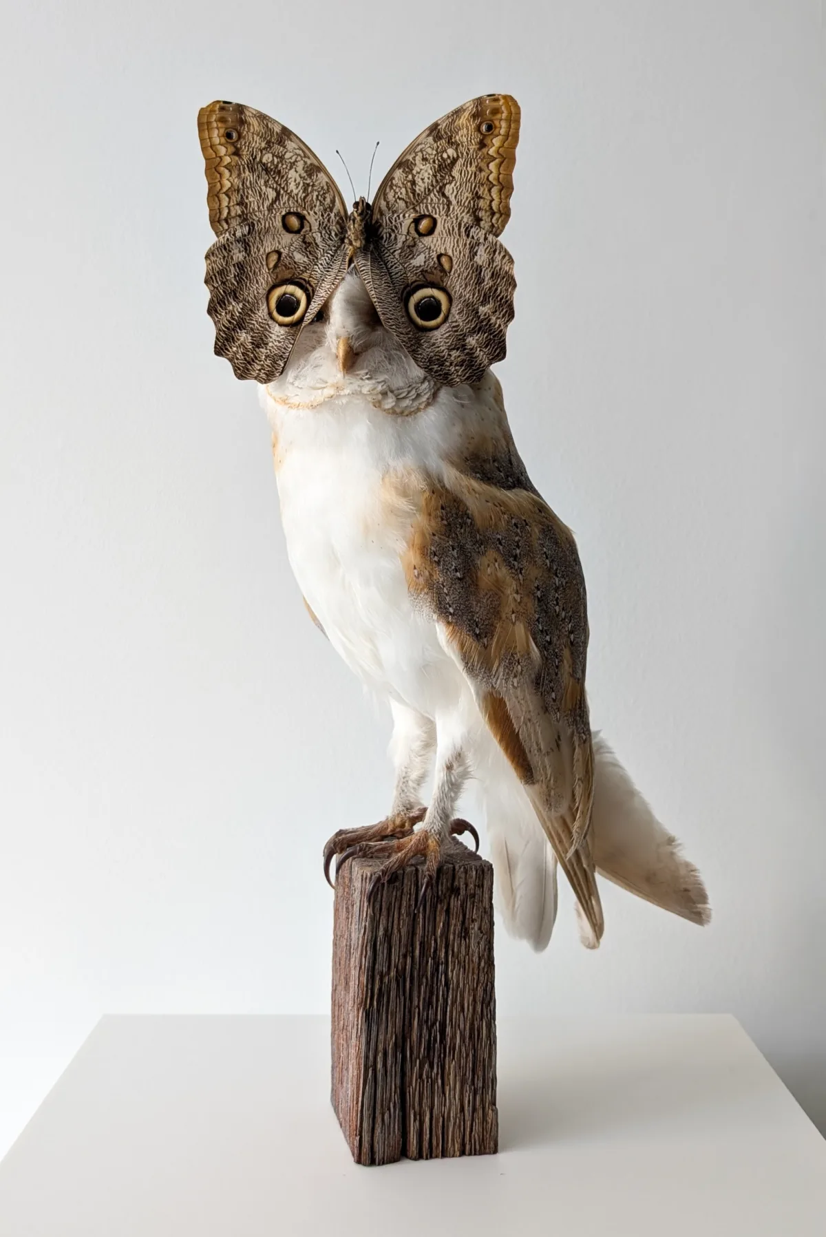 Owl with Butterfly