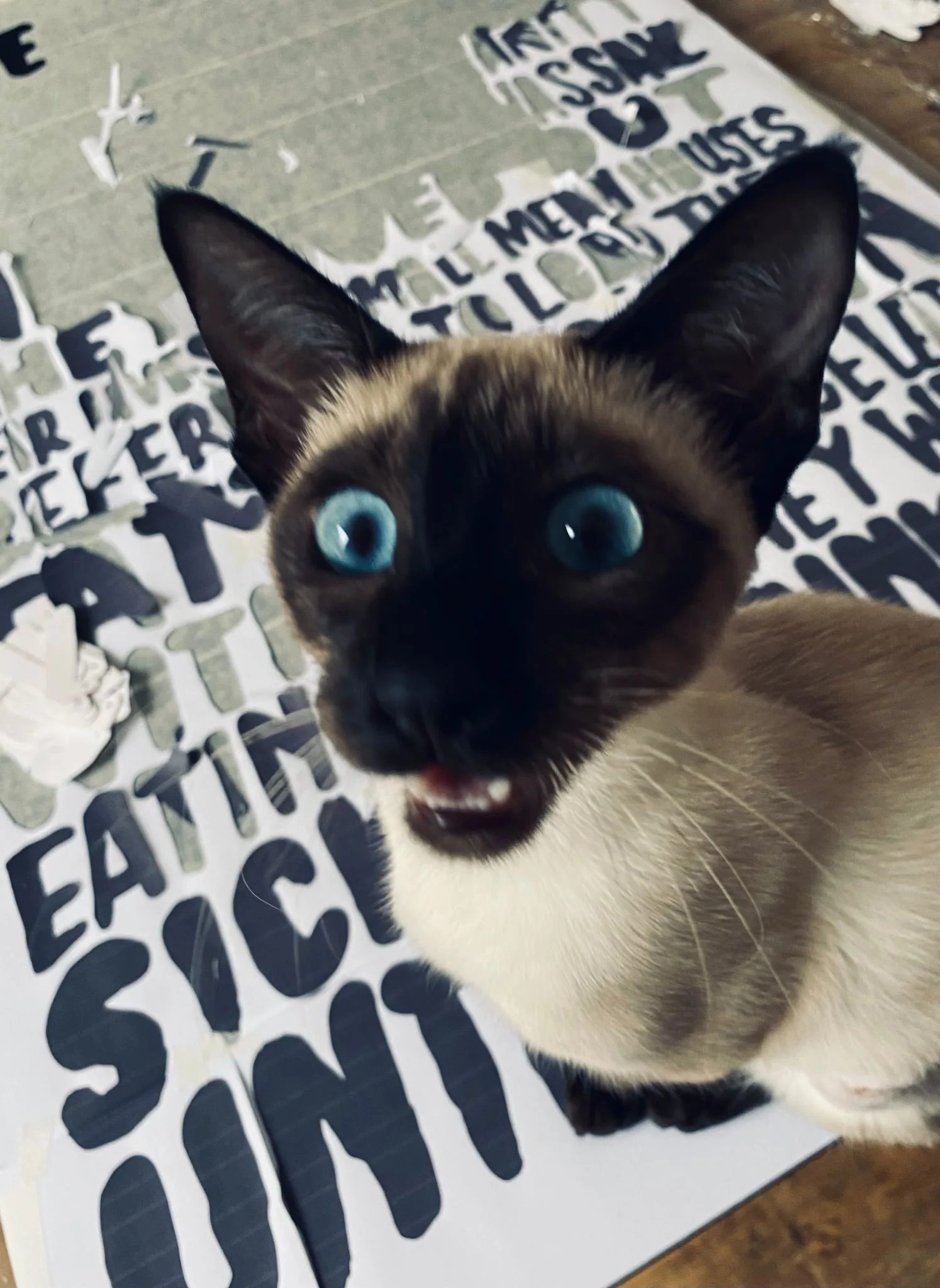 Studio assistant Kiki