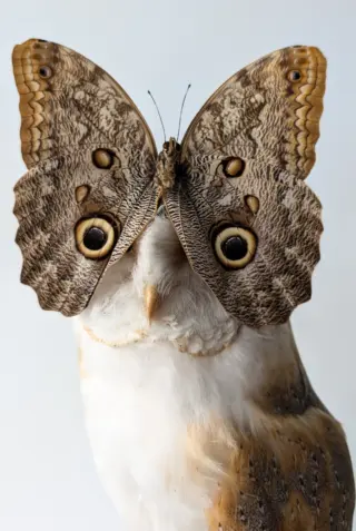 Owl with Butterfly image 2