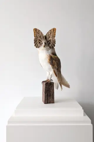Owl with Butterfly image 3