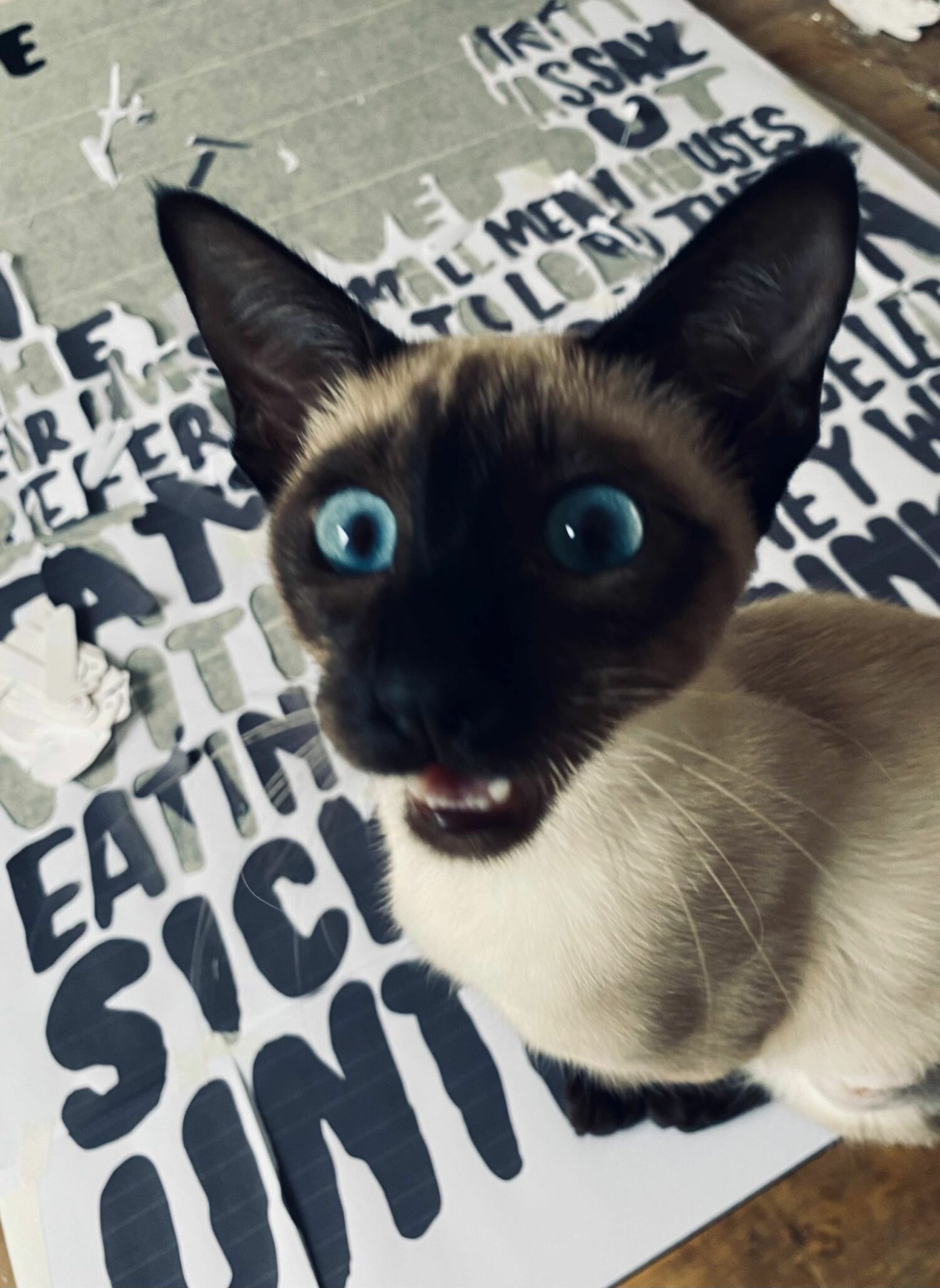 Studio assistant Kiki