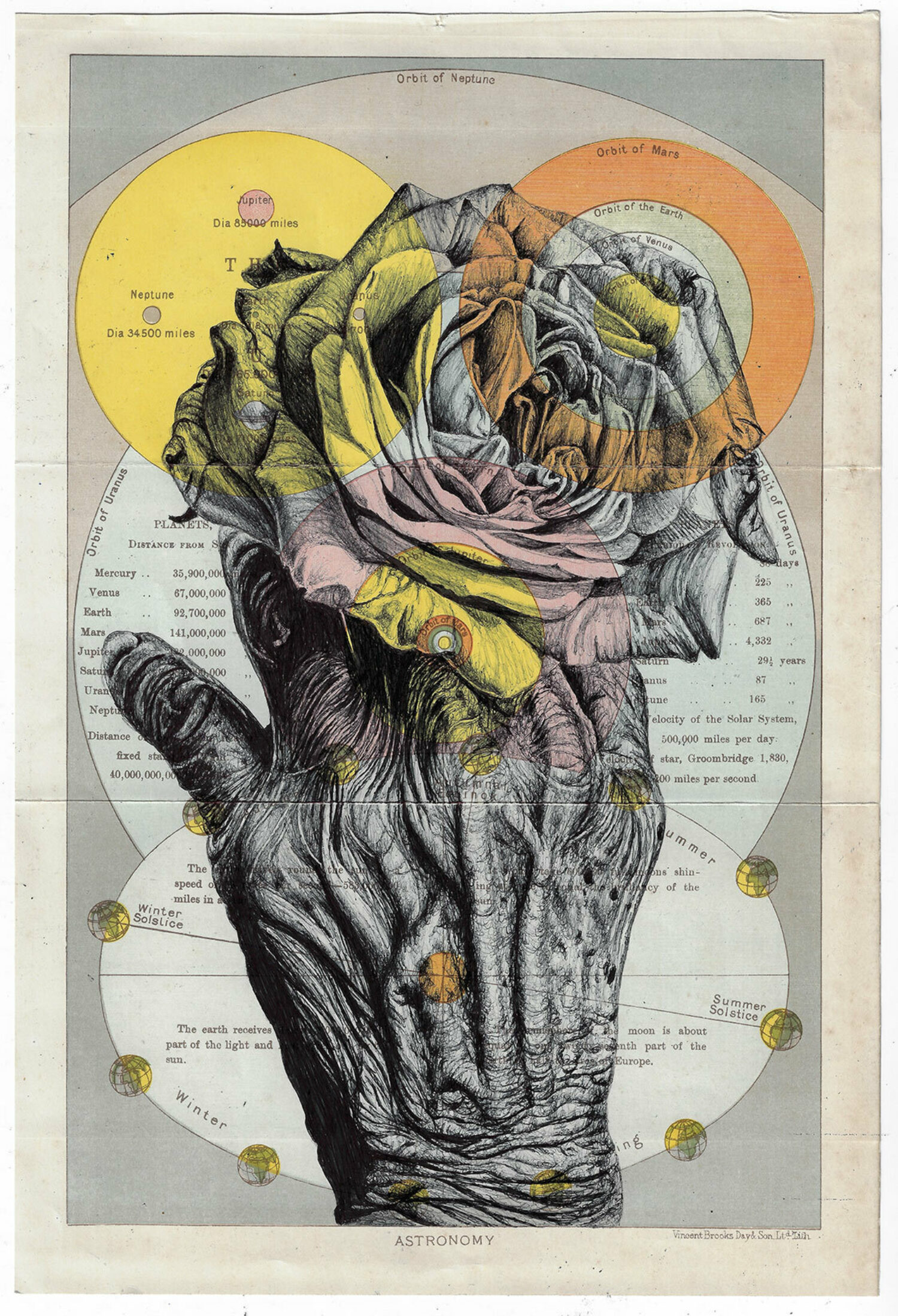 Petals Are the Shape of Butterflies