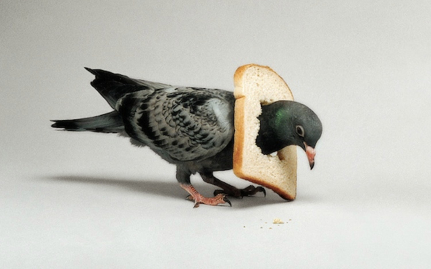 In Bread Pigeon