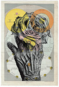 Petals Are the Shape of Butterflies