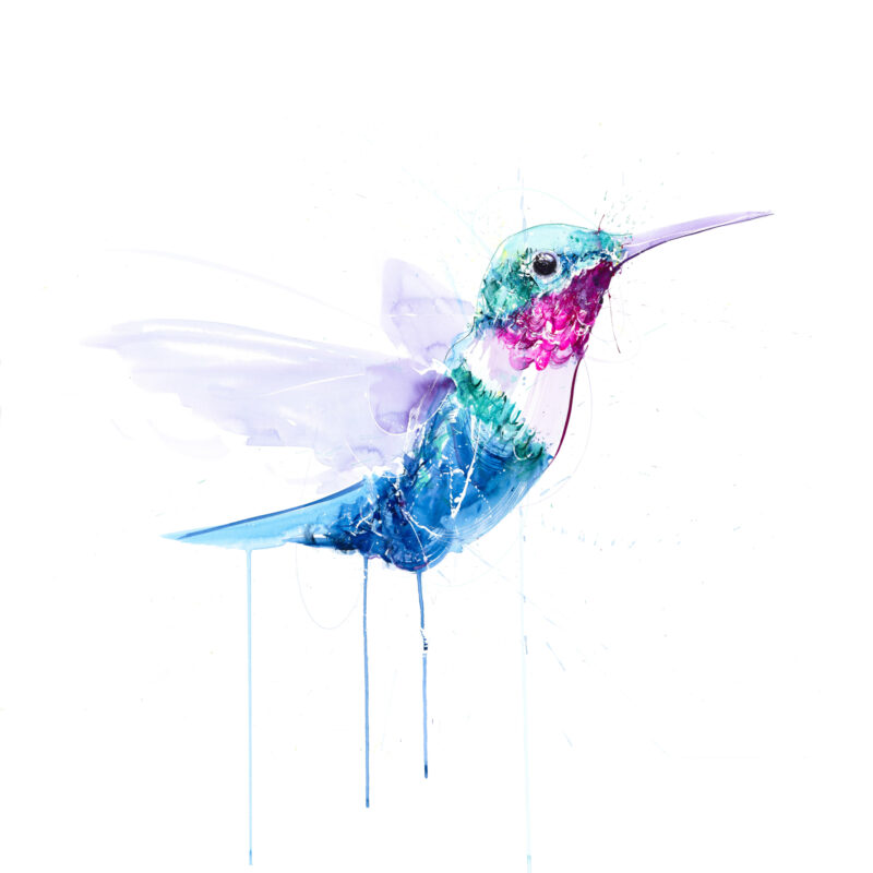 Hummingbird VII