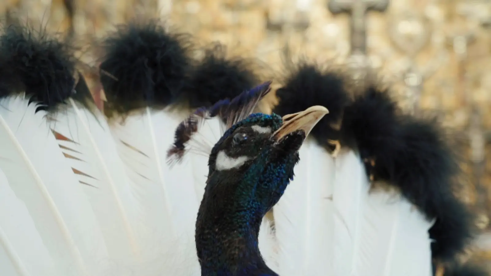 Fags, Birds and a Couple of Guns: A Retrospective of the Weird and Wonderful