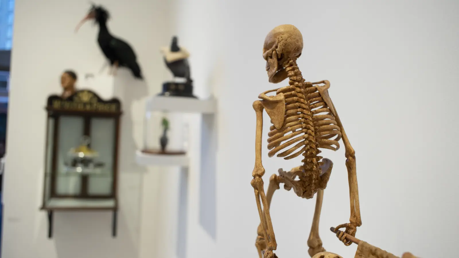 Fags, Birds and a Couple of Guns: A Retrospective of the Weird and Wonderful