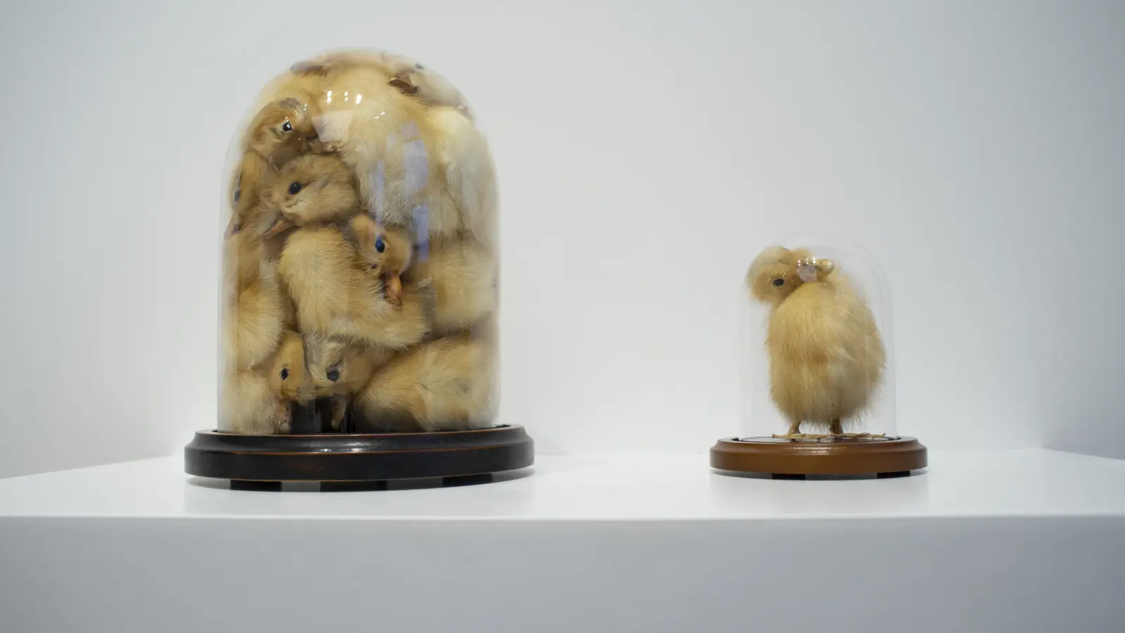 Fags, Birds and a Couple of Guns: A Retrospective of the Weird and Wonderful