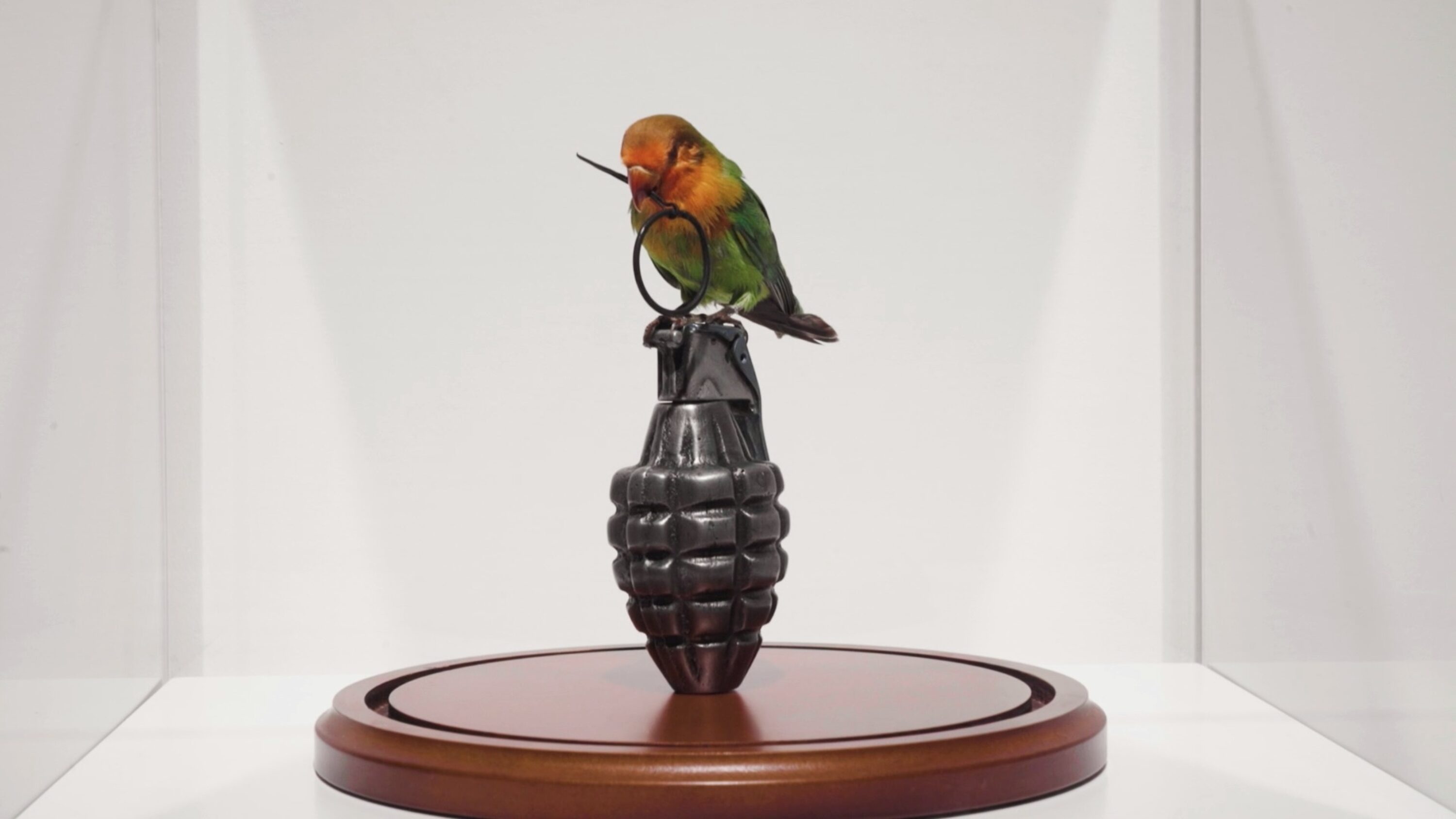 Lovebird with Grenade, 2012, hand grenade, taxidermy lovebird, cast resin