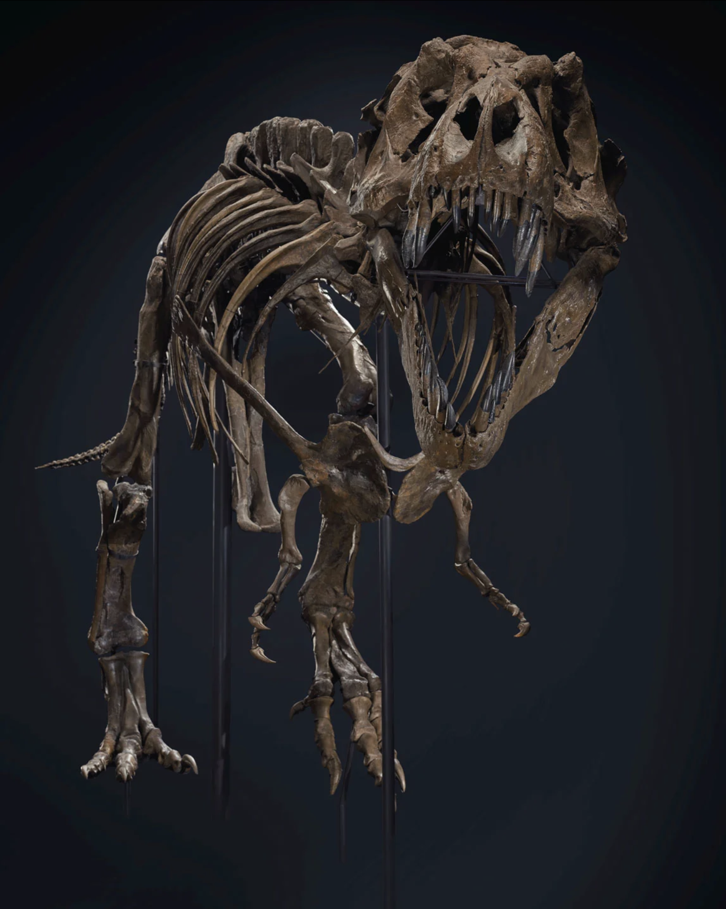 4. The Record Dinosaur – Stan the T. Rex